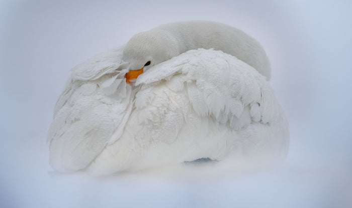 Whooper Swan, Lake Kussharo, Hokkaido