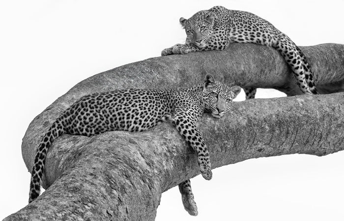 Leopards, Zambia