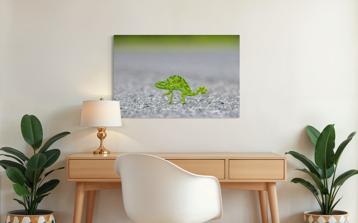 Chameleon Crossing the Road, Botswana shown framed in a room