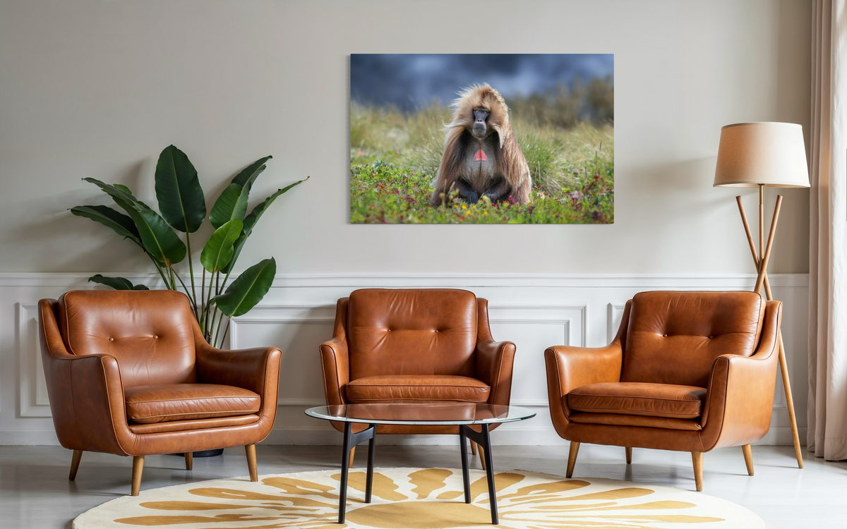 Gelada Monkey, Simien Mountains, Ethiopia shown framed in a room