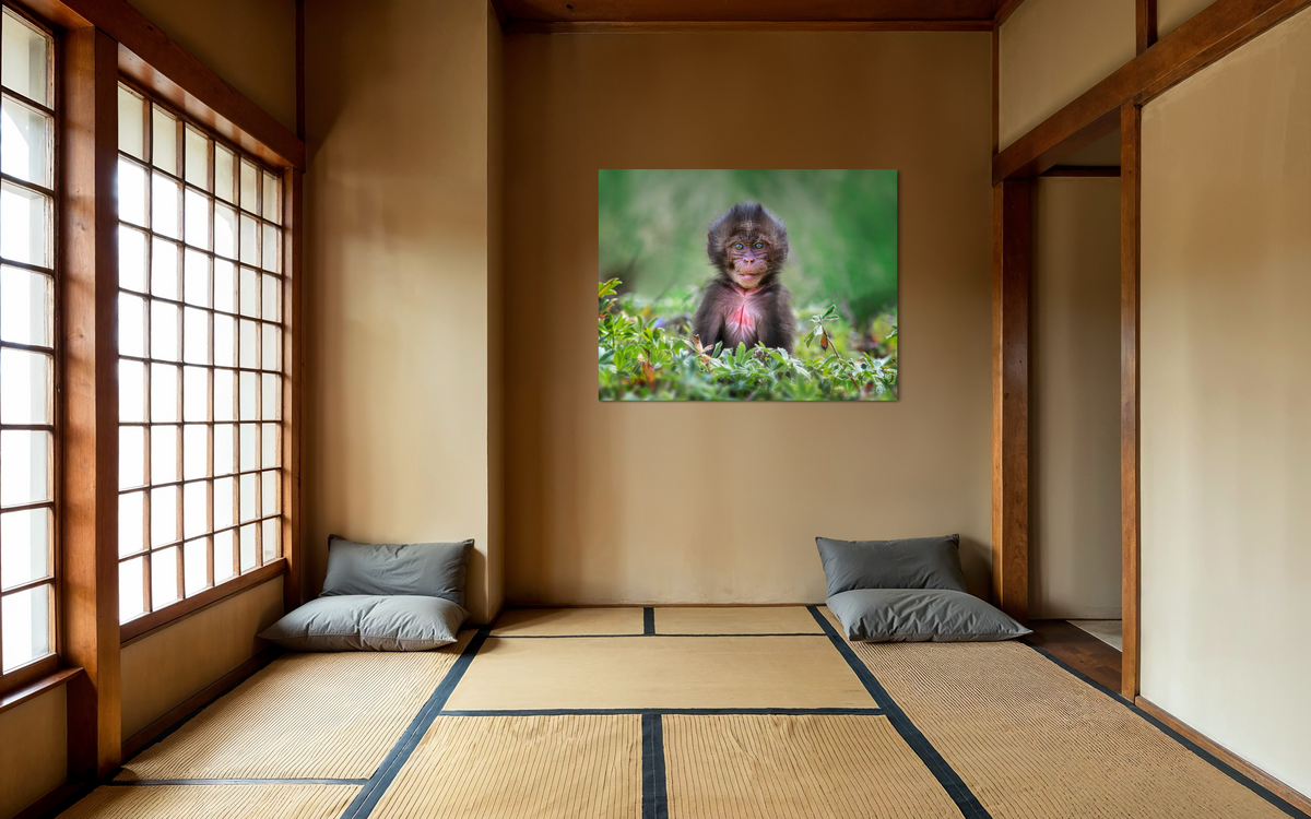 Gelada Monkey Baby, Ethiopia shown framed in a room