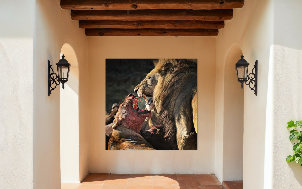 The Fight, Moremi NP, Botswana shown framed in a room