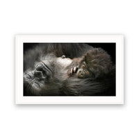 Amahoro Family Gorillas, Volcanoes NP, Rwanda view 4