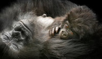 Amahoro Family Gorillas, Volcanoes NP, Rwanda view 5