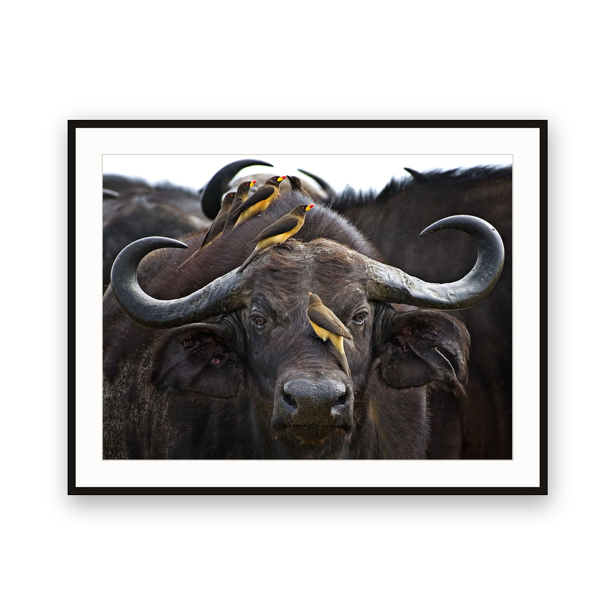 Buffalo and Oxpeckers, Kenya