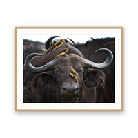 Buffalo and Oxpeckers, Kenya view 3