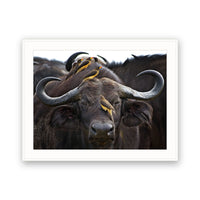 Buffalo and Oxpeckers, Kenya view 4