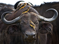 Buffalo and Oxpeckers, Kenya view 5