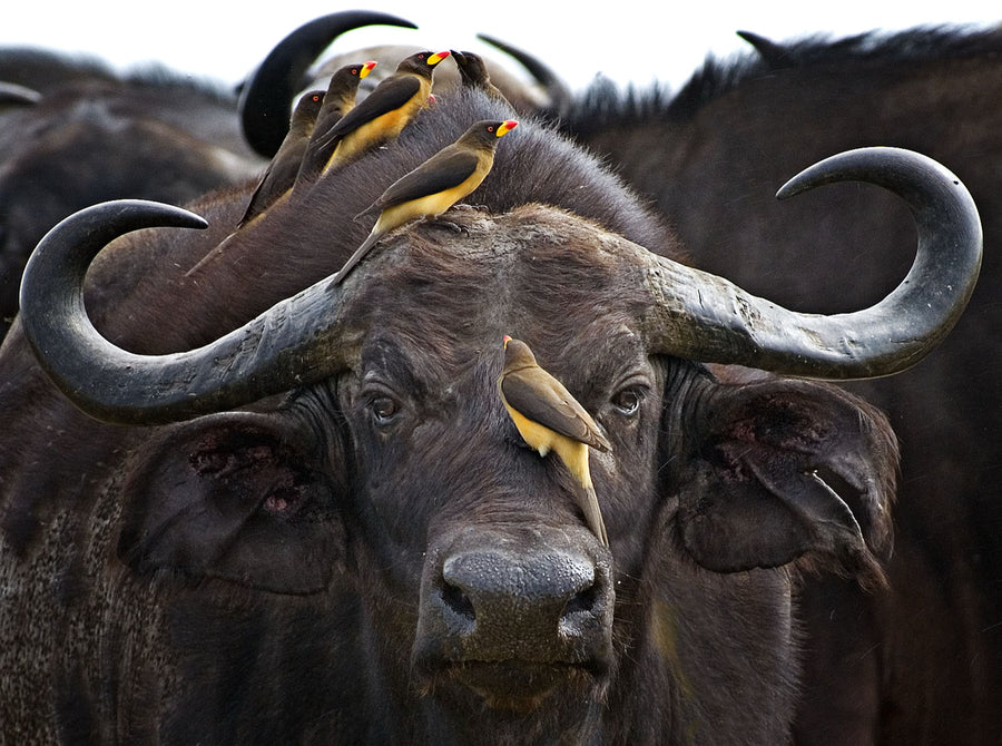 Buffalo and Oxpeckers, Kenya