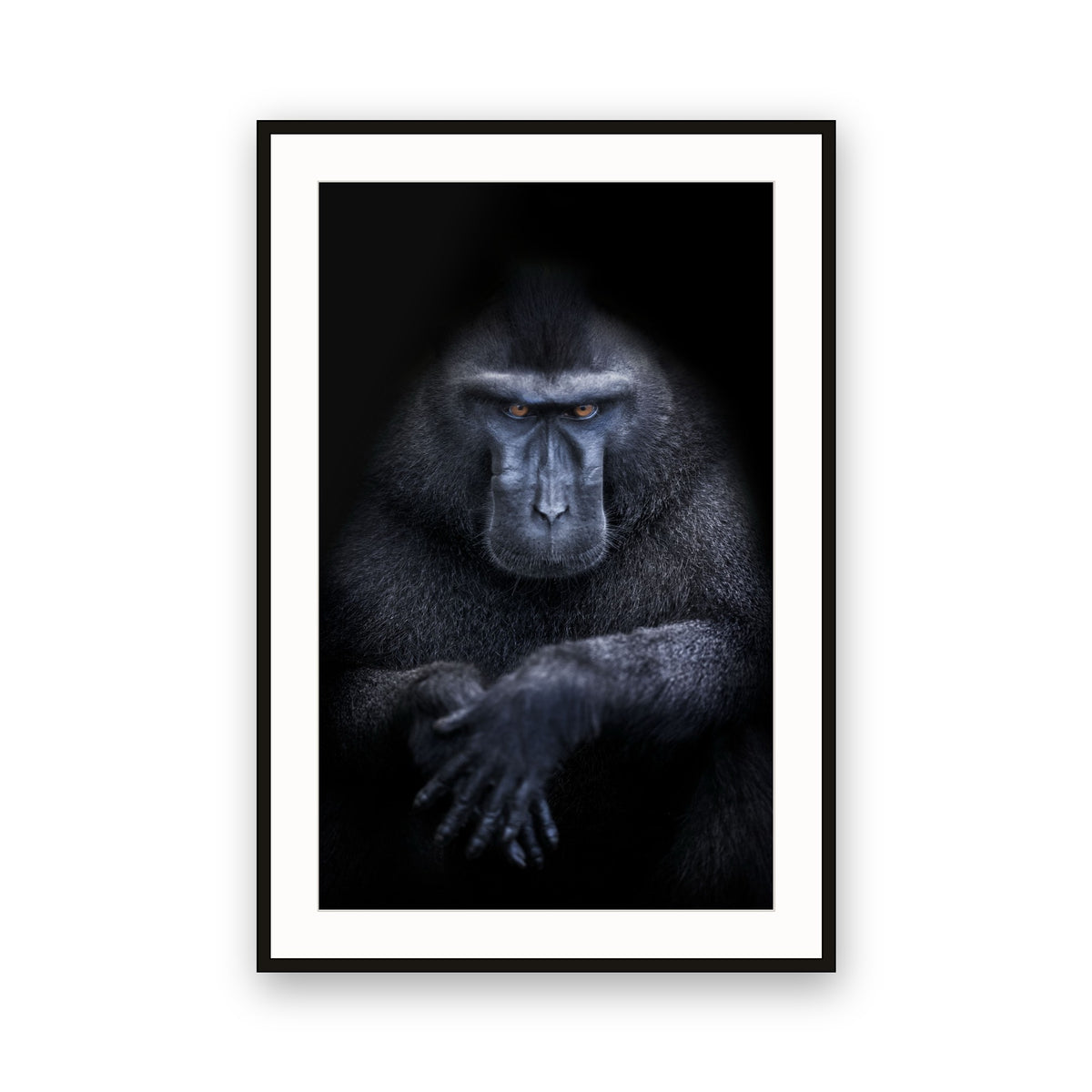 Celebes Crested Macaque (Macaca nigra), Sulawesi, Indonesia