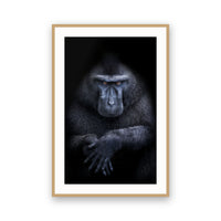 Celebes Crested Macaque (Macaca nigra), Sulawesi, Indonesia view 3