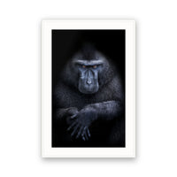 Celebes Crested Macaque (Macaca nigra), Sulawesi, Indonesia view 4