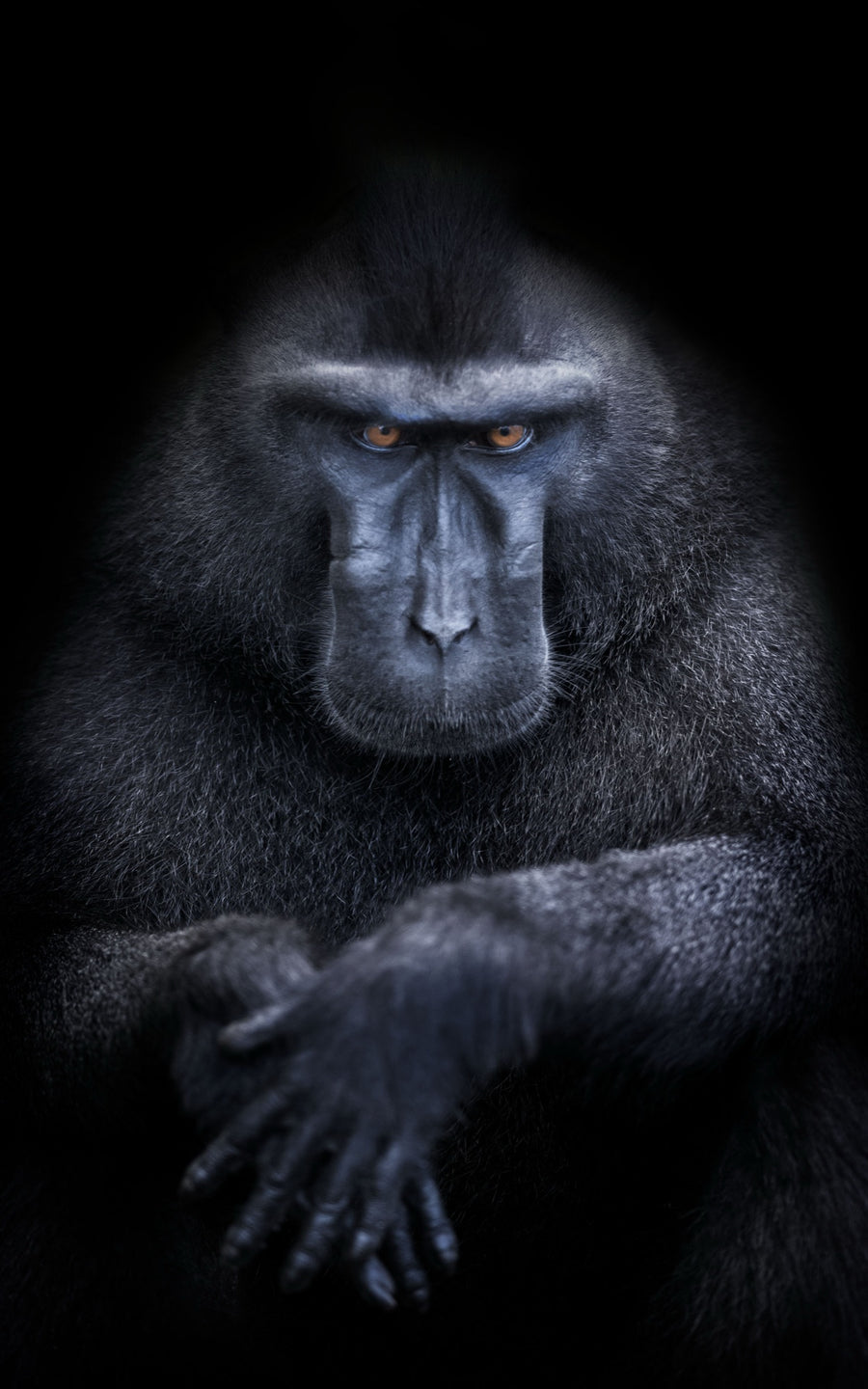 Celebes Crested Macaque (Macaca nigra), Sulawesi, Indonesia