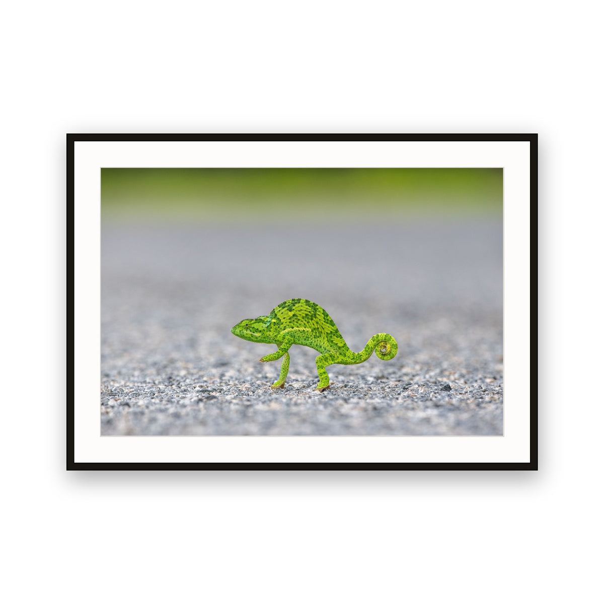 Chameleon Crossing the Road, Botswana