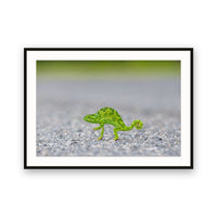 Chameleon Crossing the Road, Botswana view 1