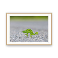 Chameleon Crossing the Road, Botswana view 3