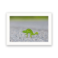 Chameleon Crossing the Road, Botswana view 4