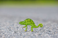 Chameleon Crossing the Road, Botswana view 5