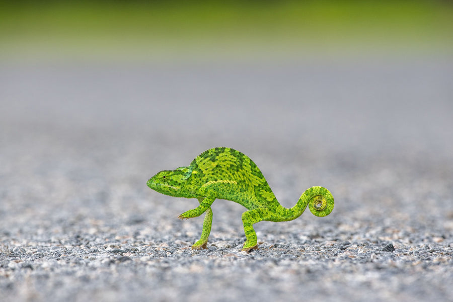 Chameleon Crossing the Road, Botswana