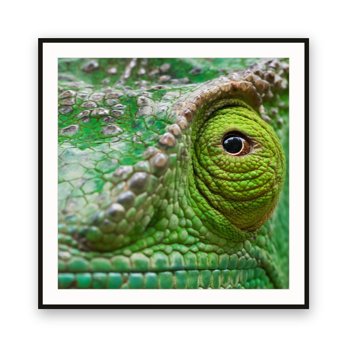 Chameleon, Madagascar