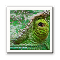 Chameleon, Madagascar view 1