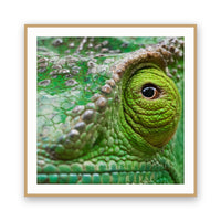 Chameleon, Madagascar view 3