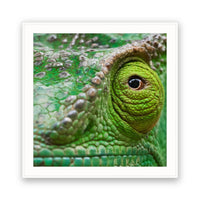 Chameleon, Madagascar view 4