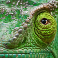 Chameleon, Madagascar view 5