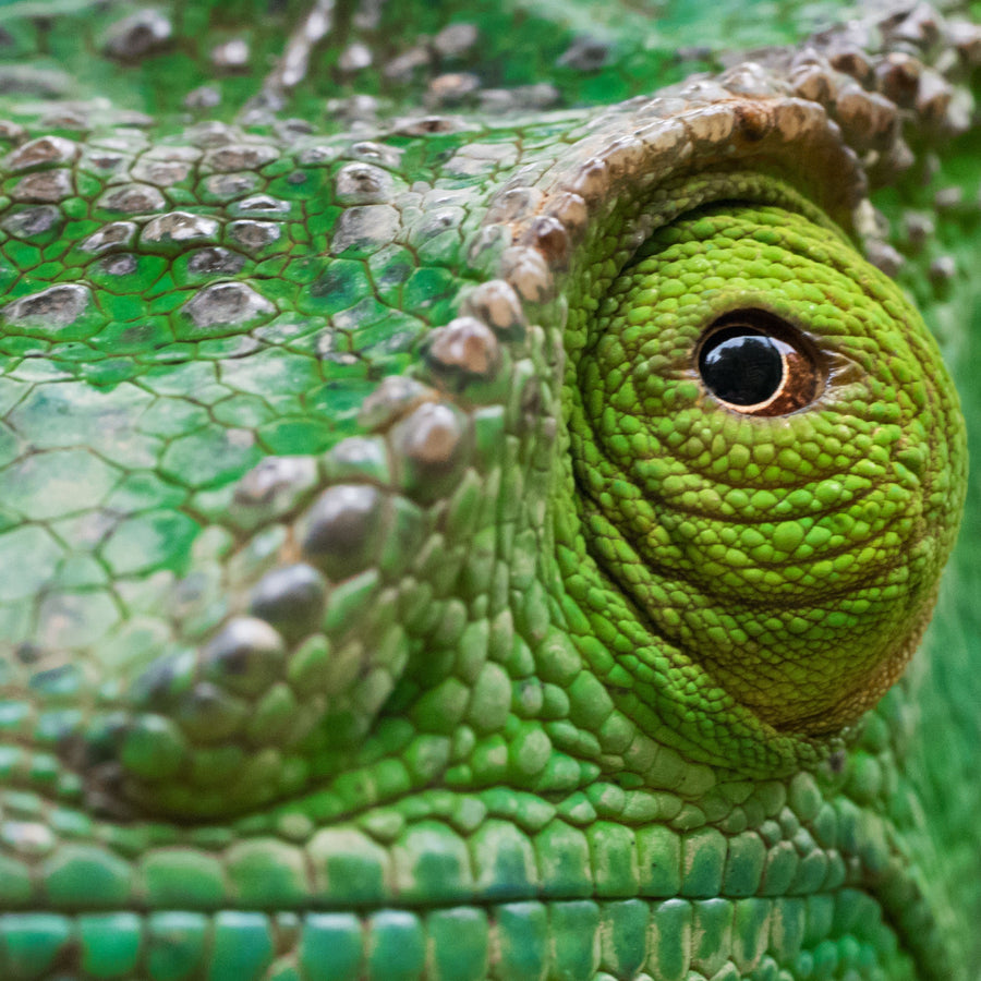 Chameleon, Madagascar