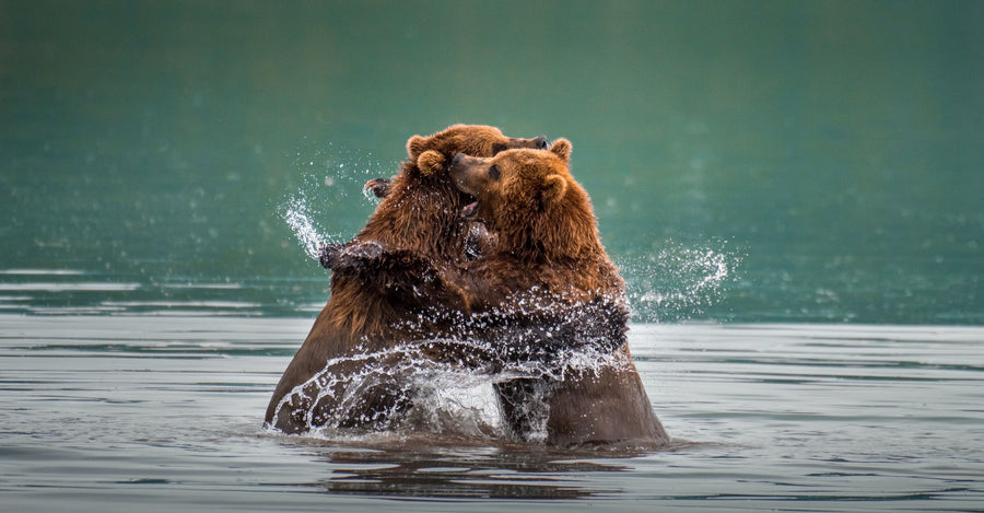 Dancing Bears, Kamchatka, Russia