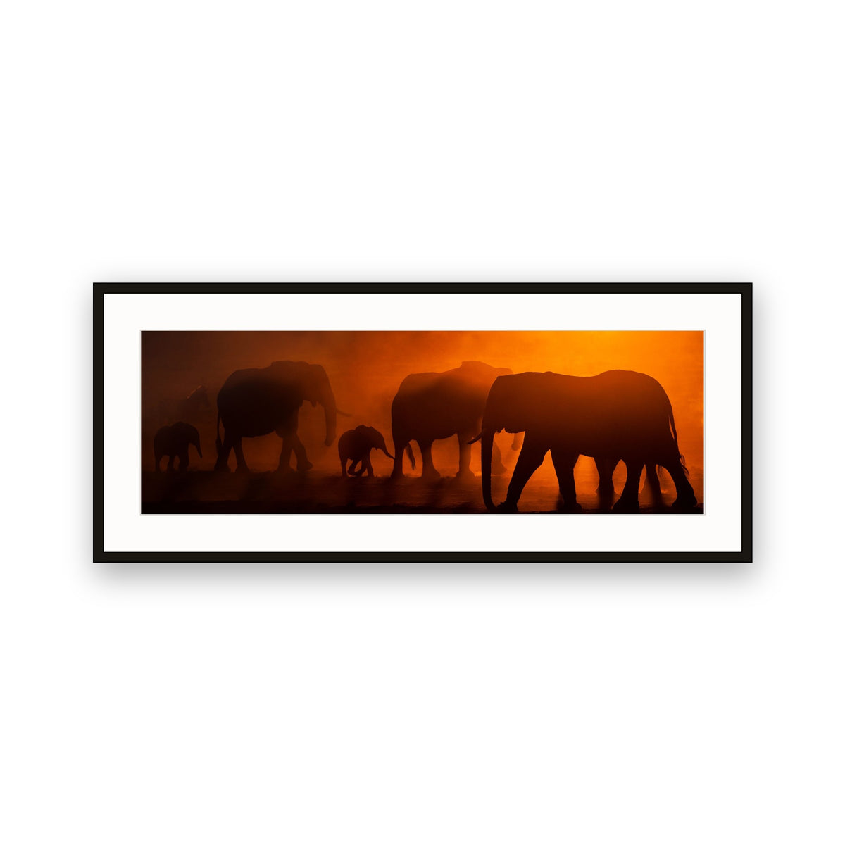 Elephants, Zimbabwe