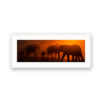 Elephants, Zimbabwe view 4