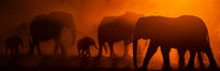 Elephants, Zimbabwe view 5