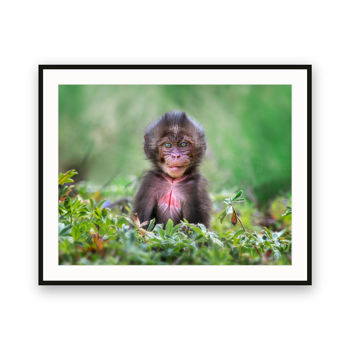 Gelada Monkey Baby, Ethiopia
