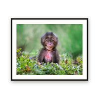 Gelada Monkey Baby, Ethiopia view 1