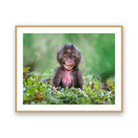 Gelada Monkey Baby, Ethiopia view 3