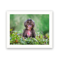 Gelada Monkey Baby, Ethiopia view 4