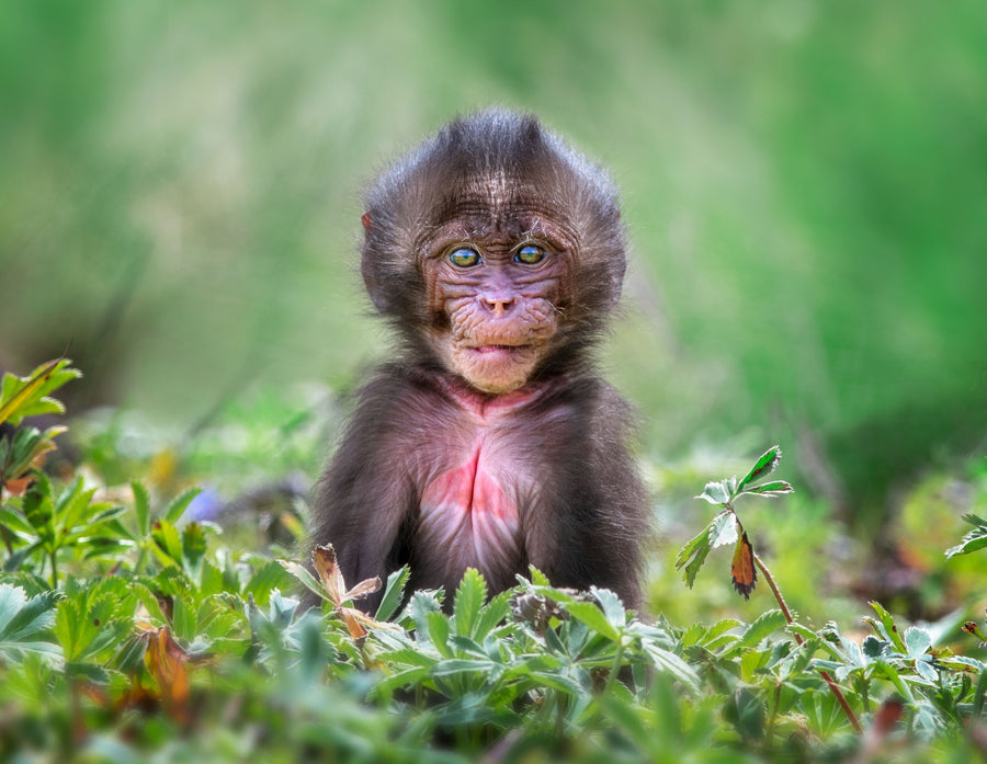 Gelada Monkey Baby, Ethiopia