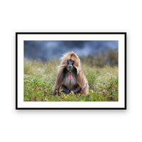 Gelada Monkey, Simien Mountains, Ethiopia view 1