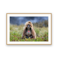 Gelada Monkey, Simien Mountains, Ethiopia view 3