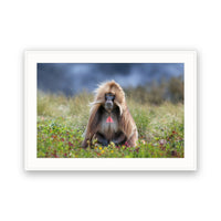 Gelada Monkey, Simien Mountains, Ethiopia view 4