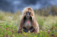 Gelada Monkey, Simien Mountains, Ethiopia view 5