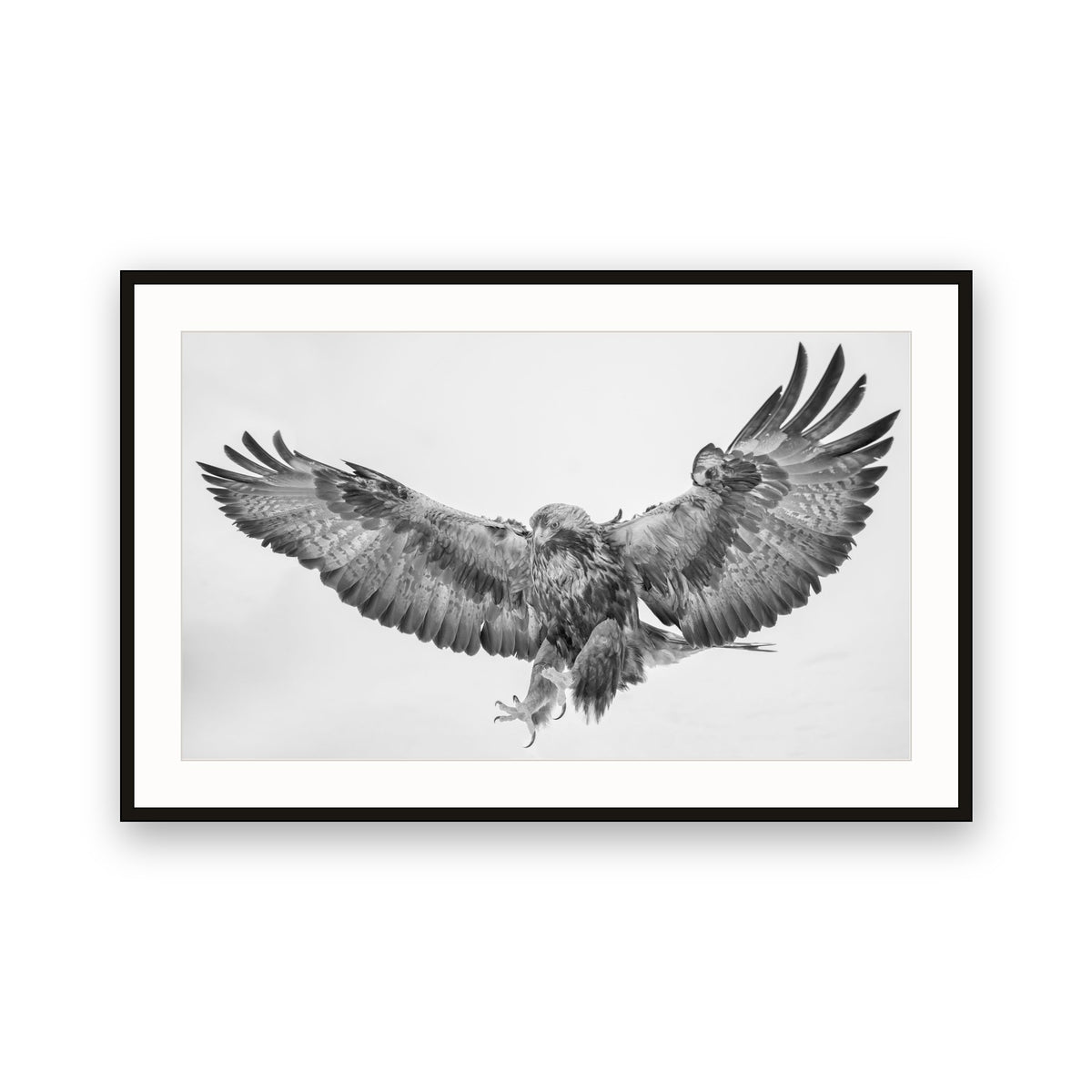 Golden Eagle, Lapland, Finland
