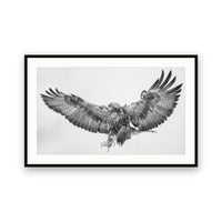 Golden Eagle, Lapland, Finland view 1