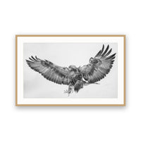 Golden Eagle, Lapland, Finland view 3