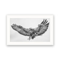Golden Eagle, Lapland, Finland view 4
