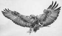 Golden Eagle, Lapland, Finland view 5