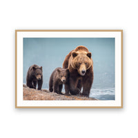 Grizzly Bears, Kamchatka, Russia view 3