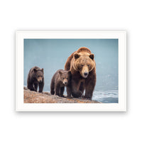 Grizzly Bears, Kamchatka, Russia view 4