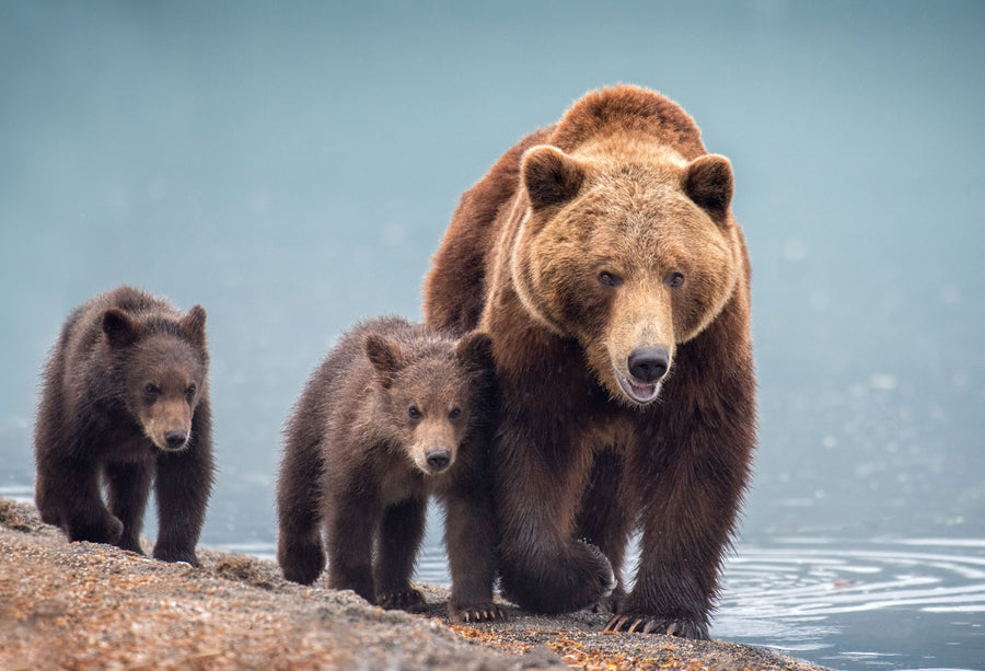 Grizzly Bears, Kamchatka, Russia